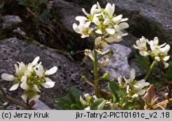 Cochlearia tatrae (warzucha tatrzańska)