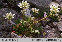 Cochlearia tatrae (warzucha tatrzańska)