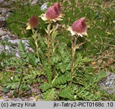 Geum reptans (kuklik rozesłany)