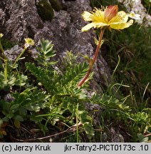 Geum reptans (kuklik rozesłany)