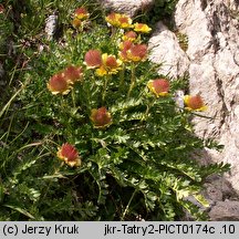 Geum reptans (kuklik rozesłany)