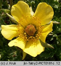 Geum reptans (kuklik rozesłany)