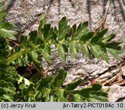 Geum reptans (kuklik rozesłany)