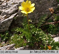 Geum reptans (kuklik rozesłany)