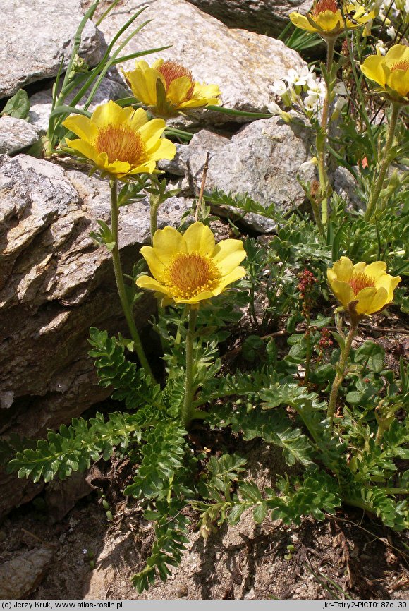 Geum reptans (kuklik rozesłany)