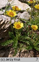 Geum reptans (kuklik rozesłany)