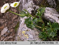 Ranunculus glacialis (jaskier lodnikowy)