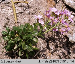 Cardaminopsis neglecta (rzeżusznik tatrzański)