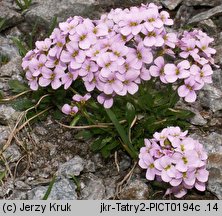 Cardaminopsis neglecta (rzeżusznik tatrzański)