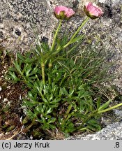 Ranunculus glacialis (jaskier lodnikowy)