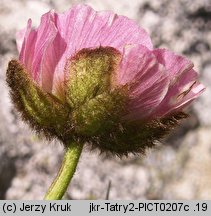 Ranunculus glacialis (jaskier lodnikowy)