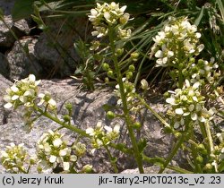 Cochlearia tatrae (warzucha tatrzańska)