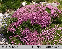 Silene acaulis (lepnica bezłodygowa)