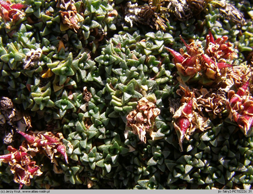 Saxifraga retusa ssp. retusa (skalnica odgiętolistna typowa)