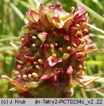 Saxifraga hieracifolia (skalnica jastrzębcowata)