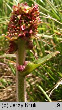 Saxifraga hieracifolia (skalnica jastrzębcowata)