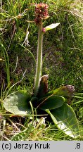 Saxifraga hieracifolia (skalnica jastrzębcowata)