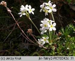 Androsace obtusifolia (naradka tępolistna)