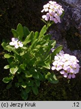 Cardaminopsis neglecta (rzeżusznik tatrzański)