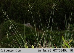 Festuca airoides (kostrzewa niska)