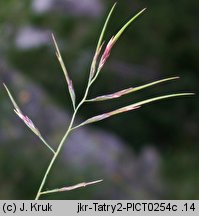 Festuca airoides (kostrzewa niska)