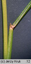 Festuca airoides (kostrzewa niska)