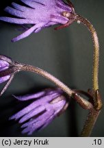 Soldanella hungarica (urdzik węgierski)