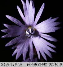 Soldanella carpatica (urdzik karpacki)