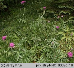 Centaurea alpestris (chaber alpejski)