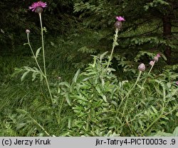 Centaurea alpestris (chaber alpejski)