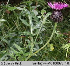 Centaurea alpestris (chaber alpejski)