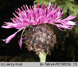 Centaurea alpestris (chaber alpejski)