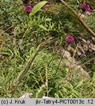 Centaurea alpestris (chaber alpejski)