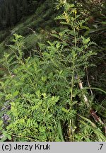 Astragalus penduliflorus (traganek zwisłokwiatowy)