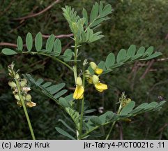 Astragalus penduliflorus (traganek zwisłokwiatowy)