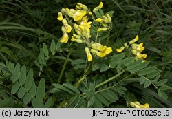 Astragalus penduliflorus (traganek zwisłokwiatowy)