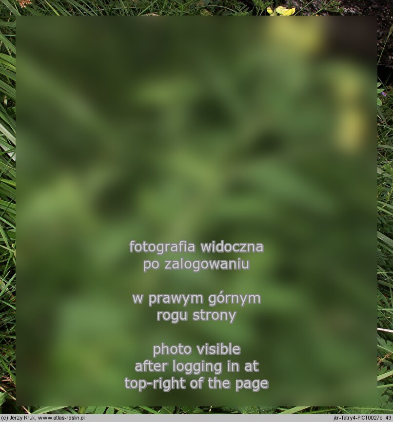 Astragalus penduliflorus (traganek zwisłokwiatowy)