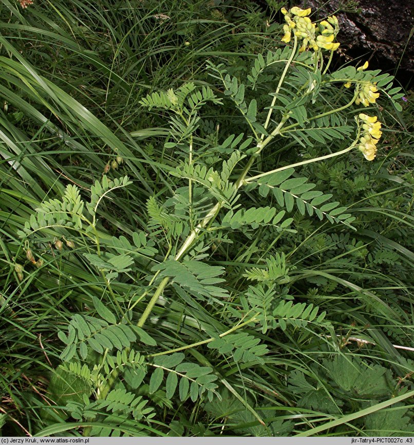 Astragalus penduliflorus (traganek zwisłokwiatowy)