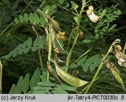 Astragalus penduliflorus (traganek zwisłokwiatowy)