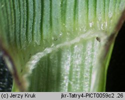 Festuca carpatica (kostrzewa karpacka)