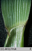 Festuca carpatica (kostrzewa karpacka)