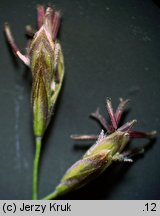 Festuca carpatica (kostrzewa karpacka)