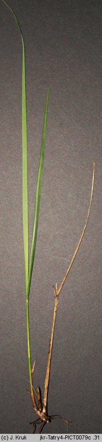 Festuca carpatica (kostrzewa karpacka)