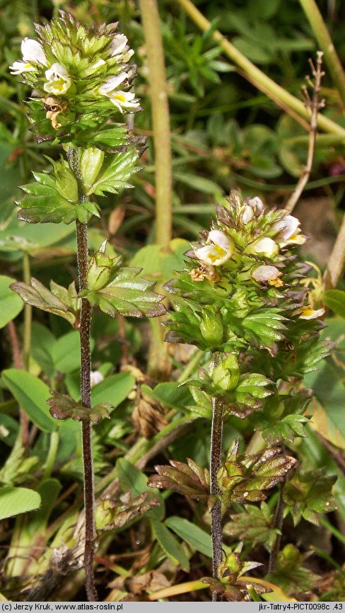 Euphrasia tatrae (świetlik tatrzański)