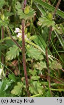 Euphrasia tatrae (świetlik tatrzański)