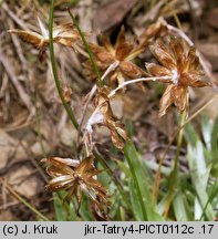 Gnaphalium supinum (szarota drobna)