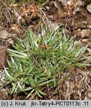 Gnaphalium supinum (szarota drobna)