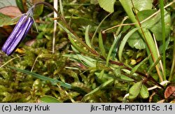 Campanula scheuchzeri (dzwonek Scheuchzera)