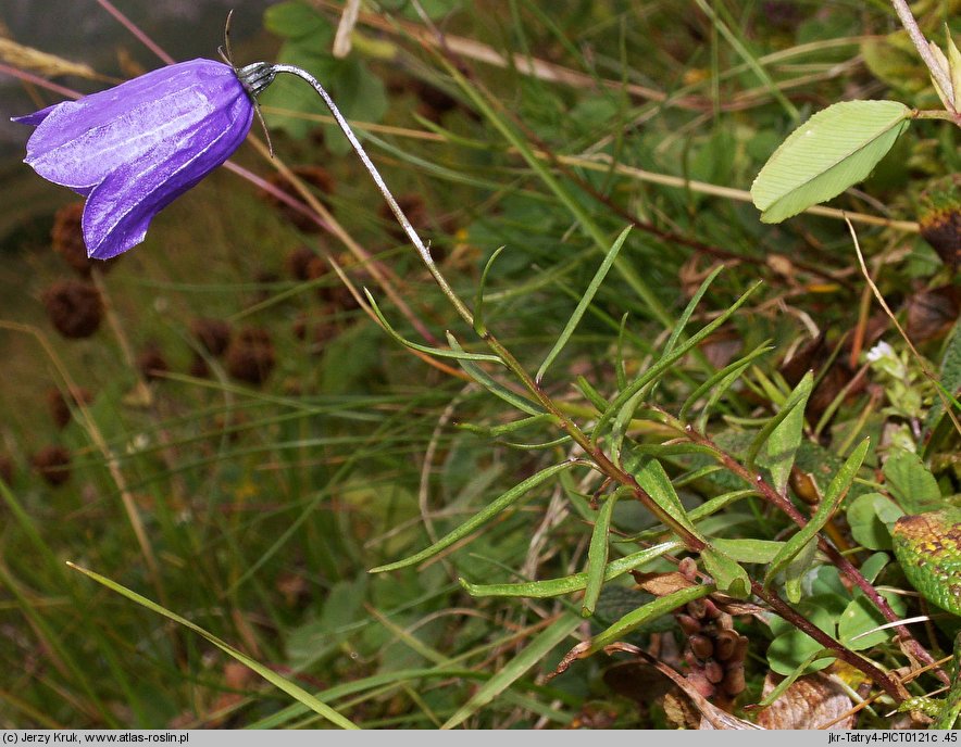 Campanula scheuchzeri (dzwonek Scheuchzera)