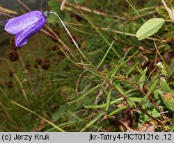 Campanula scheuchzeri (dzwonek Scheuchzera)